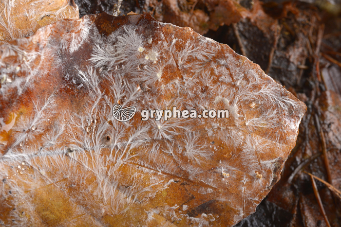 Mycelium - gryphea.com